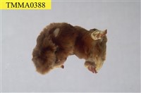 藏品(臺灣鼴鼠)的圖片